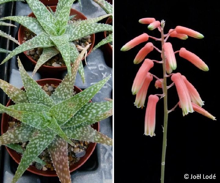 Aloe rauhii ©JLcoll.348